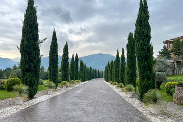 20 MEDITERRANEAN CYPRESS TREE Italian Pencil Pine Cedar Cupressus Sempervirens Stricta Seeds